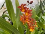 Odontocidium Catatante ‘Sun King’ (3.5” pot) - Image 2