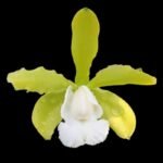 Cattleya aclandiae var. alba (3.5” pot) - Image 2