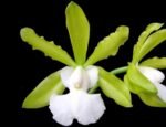Cattleya aclandiae var. alba (3.5” pot)