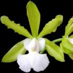 Cattleya aclandiae var. alba (3.5” pot)