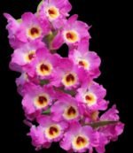 In Buds Fragrant - Dendrobium Bridal Red 'Celebration’ (4” pot)