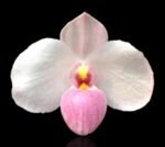 Double Plants Paph. (Fantastic Circle x Ice Storm) x Sib Blooming Size (3.5” pot)