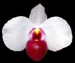 Paph. Dele var. Dunkel × sib (3.5” pot)