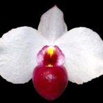 Paph. Dele var. Dunkel × sib (3.5” pot)