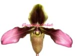 Bud Forming - Paph. Hirsutissimum var. Esquirolei (Taiwan × JEM) x Sib with one new growth (3.5” pot) - Image 2