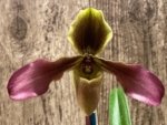 Paph. Hirsutissimum var. Esquirolei (Taiwan × JEM) x Sib Double Growths (3.5” pot) - Image 4