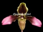 Paph. Hirsutissimum var. Esquirolei (Taiwan × JEM) x Sib Double Growths (3.5” pot)