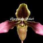 Paph. Hirsutissimum var. Esquirolei (Taiwan × JEM) x Sib Double Growths (3.5” pot)