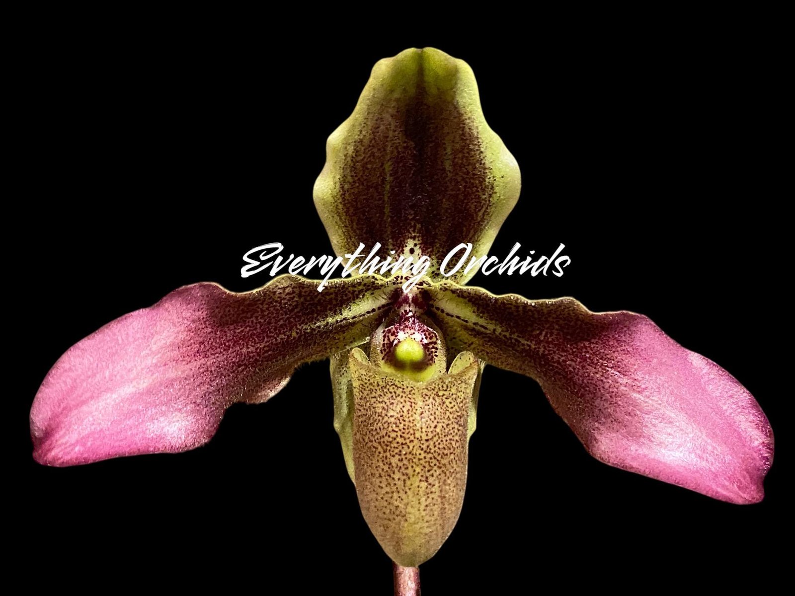 il_fullxfull.7819474047_cro6.jpg Paph. Hirsutissimum var. Esquirolei (Taiwan × JEM) x Sib Double Growths (3.5” pot) - Image 1