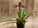 Paph. Hirsutissimum var. Esquirolei (Taiwan × JEM) x Sib  Quadruple Growths (3.5” pot) - Image 5