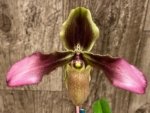 Paph. Hirsutissimum var. Esquirolei (Taiwan × JEM) x Sib  Quadruple Growths (3.5” pot) - Image 3
