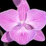Phalaenopsis Yu Pin Fireworks (Dtps World Class 'Bigfoot' x Dtps Sogo Dove) (3.5" pot)