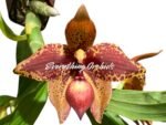 In Spike  Cycnoches Baker's Paradise 'Brown Sugar' × Cyc. barthiorum 'Jungle Mist Freckles' AM/AOS (2” pot) - Image 2