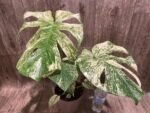 Rare Monstera Deliciosa 'Green Snow' Variegated Exact Plant (6.5” pot)