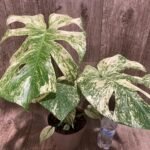Rare Monstera Deliciosa 'Green Snow' Variegated Exact Plant (6.5” pot)