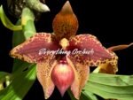 In Spike  Cycnoches Baker's Paradise 'Brown Sugar' × Cyc. barthiorum 'Jungle Mist Freckles' AM/AOS (2” pot)