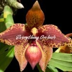 In Spike  Cycnoches Baker's Paradise 'Brown Sugar' × Cyc. barthiorum 'Jungle Mist Freckles' AM/AOS (2” pot)