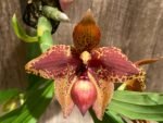 In Spike  Cycnoches Baker's Paradise 'Brown Sugar' × Cyc. barthiorum 'Jungle Mist Freckles' AM/AOS (2” pot) - Image 3