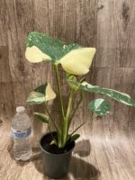 Rare Monstera Half Leave and Stem Variegated (4” pot) - Image 4