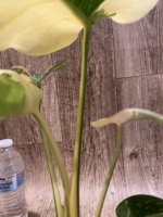 Rare Monstera Half Leave and Stem Variegated (4” pot) - Image 13
