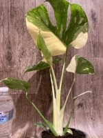 Rare Monstera Half Leave and Stem Variegated (4” pot) - Image 5