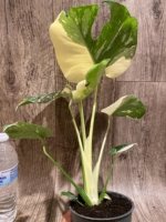 Rare Monstera Half Leave and Stem Variegated (4” pot) - Image 7