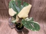 Rare Monstera Half Leave and Stem Variegated (4” pot) - Image 6