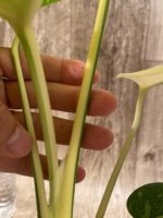 Rare Monstera Half Leave and Stem Variegated (4” pot) - Image 14