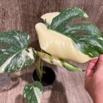 Rare Monstera Half Leave and Stem Variegated (4” pot)