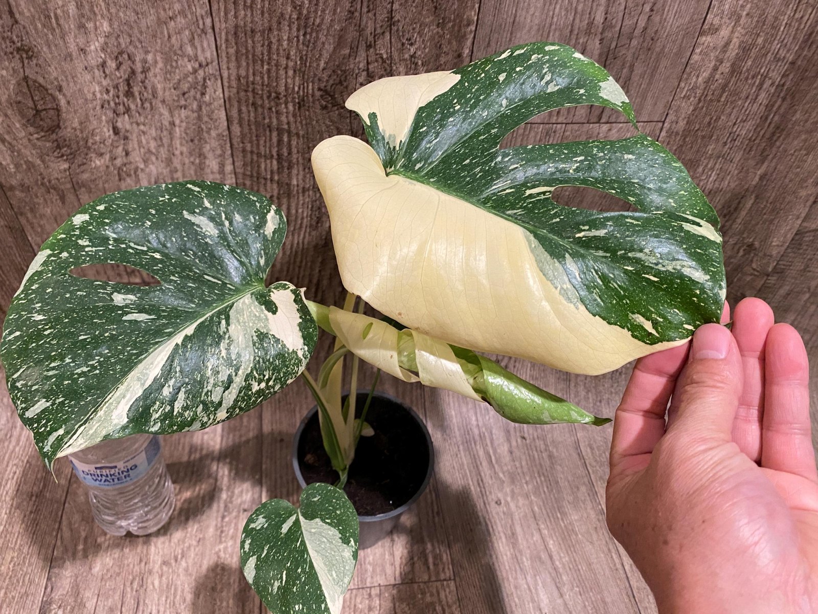 il_fullxfull.8432718780_g164.jpg Rare Monstera Half Leave and Stem Variegated (4” pot) - Image 1