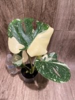Rare Monstera Half Leave and Stem Variegated (4” pot) - Image 9