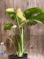 Rare Monstera Half Leave and Stem Variegated (4” pot) - Image 12