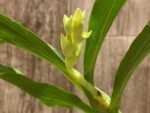 In Spike Cycnoches Richard Brandon 'SVO'  x Cyc. The Grinch 'Black Wings' AM/AOS (2” pot)