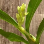 In Spike Cycnoches Richard Brandon 'SVO'  x Cyc. The Grinch 'Black Wings' AM/AOS (2” pot)