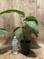 Xanthosoma lindenii (5.5” pot) - Image 7