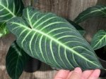 Xanthosoma lindenii (5.5” pot) - Image 2