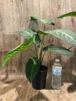 Xanthosoma lindenii (5.5” pot) - Image 6
