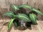 Xanthosoma lindenii (5.5” pot) - Image 3