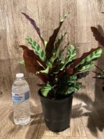Calathae (5” pot) - Image 7