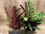 Calathae (5” pot) - Image 8