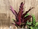 Calathae (5” pot) - Image 9