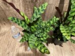 Calathae (5” pot)