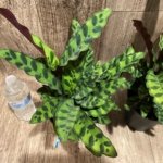 Calathae (5” pot)