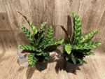 Calathae (5” pot) - Image 5