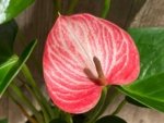 Novelty Anthurium ‘Livium’  (4.5” pot)