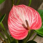 Novelty Anthurium ‘Livium’  (4.5” pot)