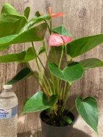 Novelty Anthurium ‘Livium’  (4.5” pot) - Image 4