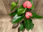 Novelty Anthurium ‘Livium’  (4.5” pot) - Image 5