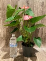 Novelty Anthurium ‘Livium’  (4.5” pot) - Image 7