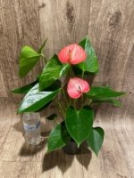Novelty Anthurium ‘Livium’  (4.5” pot) - Image 10